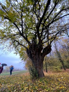 BOSCO SPAGGIARI 13112021 G