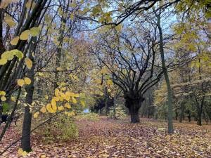 BOSCO SPAGGIARI 13112021 I