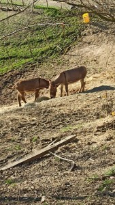 INCONTRI NATURA 12032023 E