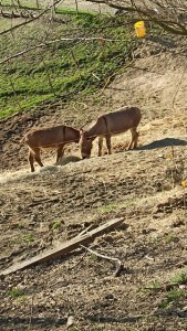 INCONTRI NATURA 12032023 E