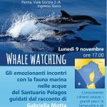 Whale Watching