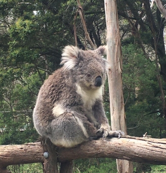 E’ già domani in Australia